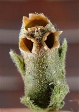  Fruit (Capsule)